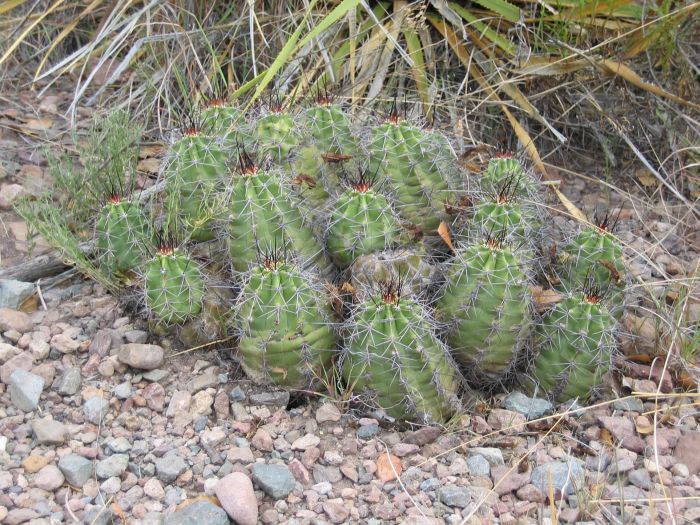 Echinocereus sp. (troligen E. coccineus) i Big Bend National Park, Texas, 2007.